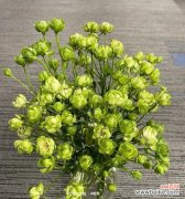 探寻绿玫瑰的深刻内涵 绿玫瑰的象征意义与传说