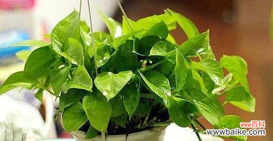 透过绿萝 绿萝花语的象征与寓意