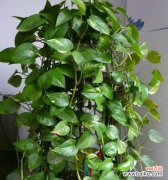 透过绿萝 绿萝花语的象征与寓意