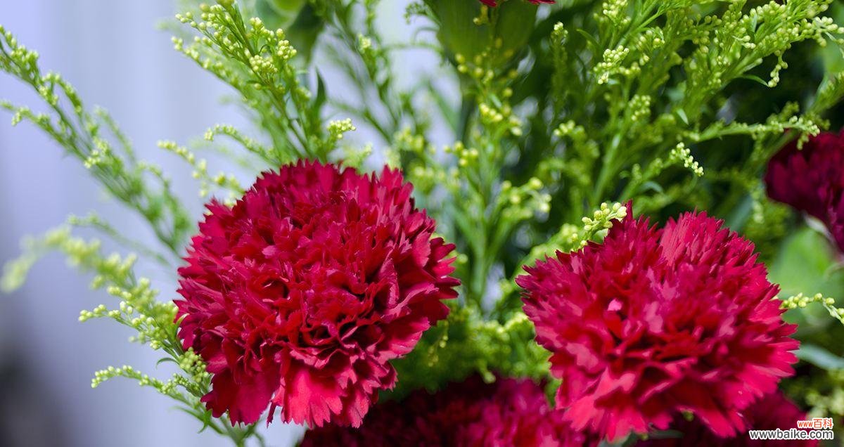 探索绿色康乃馨花语的深层意义 绿色康乃馨花语之美丽与希望