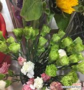 以绿色康乃馨花语为窗口 康乃馨花语揭示的幸福密码