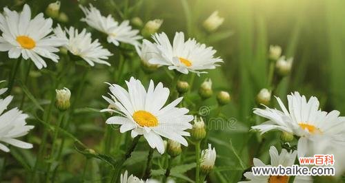 揭示绿色雏菊的神秘象征 绿色雏菊的花语与寓意