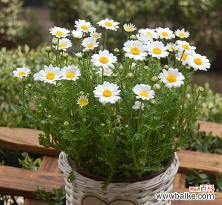 揭示绿色雏菊的神秘象征 绿色雏菊的花语与寓意