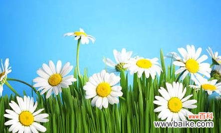 揭示绿色雏菊的神秘象征 绿色雏菊的花语与寓意