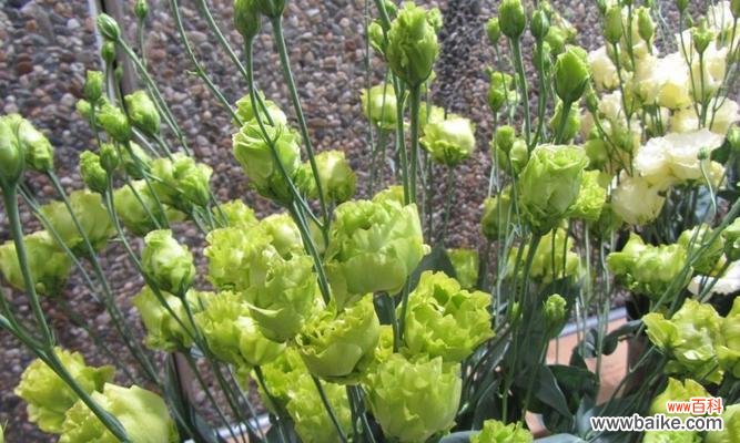 探寻绿色洋桔梗的花语 绿色洋桔梗的花语及其美丽寓意