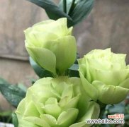 解读绿色洋桔梗的内涵与象征 绿色洋桔梗的花语与寓意