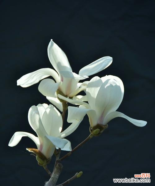 白蓝花开放于春天 白蓝花的花语——寄托希望与纯洁