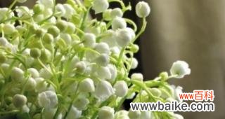 探索钤兰花背后的花语之美 钤兰花