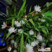 探索昙花的生命之谜 昙花的奇特之处及象征意义