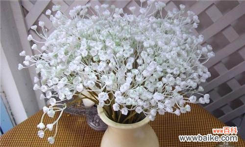 绽放于世界的小星星 满天星的美丽与寓意