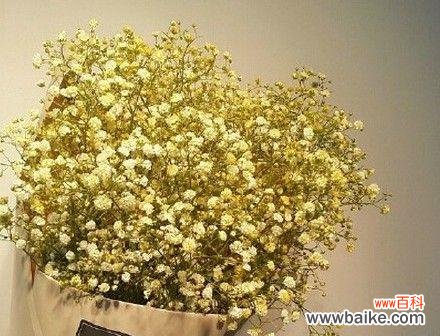 解读满天星花的花语 满天星花语的深刻寓意及其传承