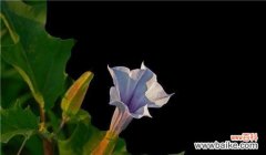 探寻曼陀罗花的花语和魅力所在 曼陀罗花