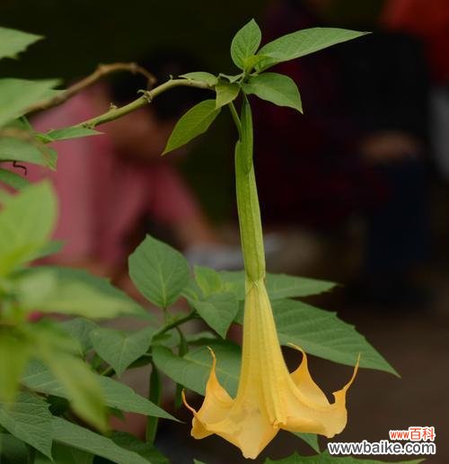 探寻曼陀罗花的花语和魅力所在 曼陀罗花