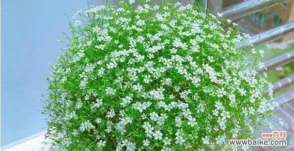 解读满天星花语的丰富含义 满天星花语与寓意