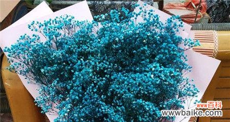 探寻满天星花语的意义与象征 满天星花语