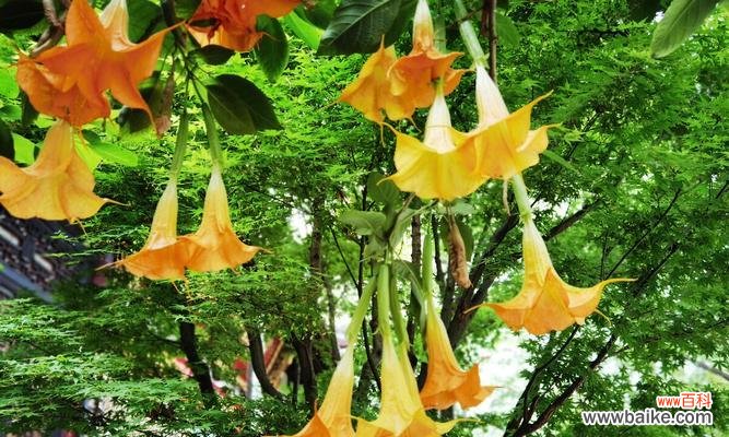 探寻曼陀罗花的文化背景和艺术价值 曼陀罗花的神秘力量——探寻其寓意与象征