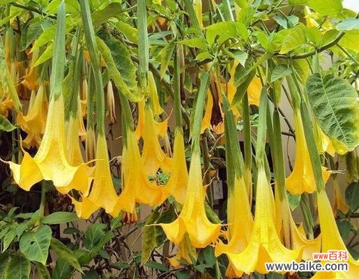 传奇的曼陀罗花及其象征意义 曼陀罗花