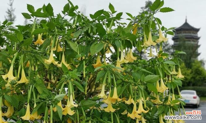 传奇的曼陀罗花及其象征意义 曼陀罗花