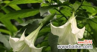 解读曼陀罗花的神秘语言 曼陀罗花语的真正含义