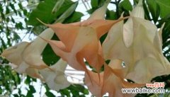 唤醒心灵的曼陀罗 曼陀罗花语的深意