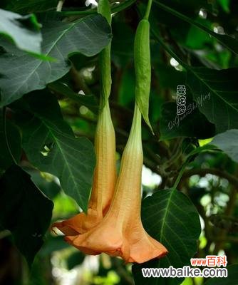 用花传递情感 曼陀罗花语与送礼对象