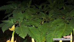 曼陀罗花语解读与心灵启示 曼陀罗花语