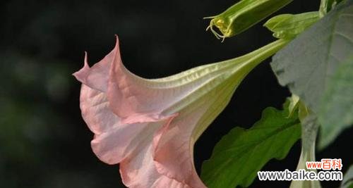 探索曼陀罗花的神秘与美丽 曼陀罗花的寓意与花语