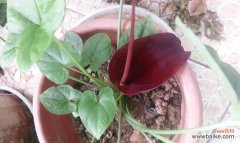 以滴水观音菩萨代表什么 滴水观音菩萨——佛教慈悲之象征