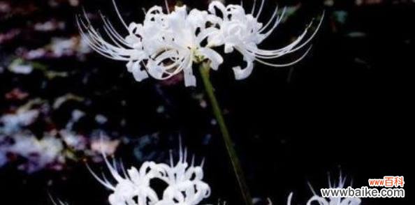 探寻曼陀罗华的花语及其传承之道 曼陀罗华花语之神秘与魅力