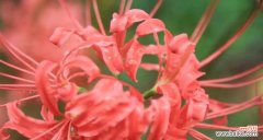 探寻曼陀罗华的花语及其传承之道 曼陀罗华花语之神秘与魅力