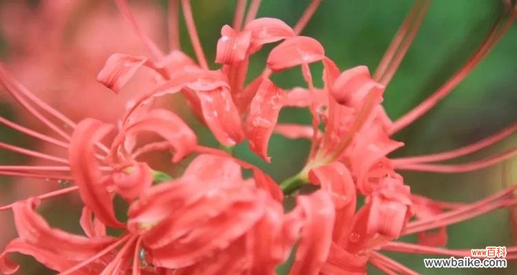 探寻曼陀罗华的花语及其传承之道 曼陀罗华花语之神秘与魅力