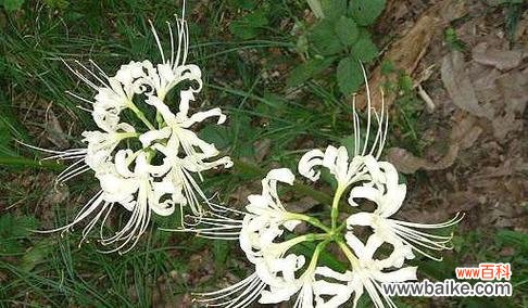 解读曼陀罗华的花语 曼陀罗华的花语和传说