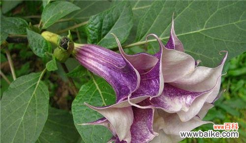 探索曼陀罗花的神秘内涵 曼陀罗花语的意义与传承