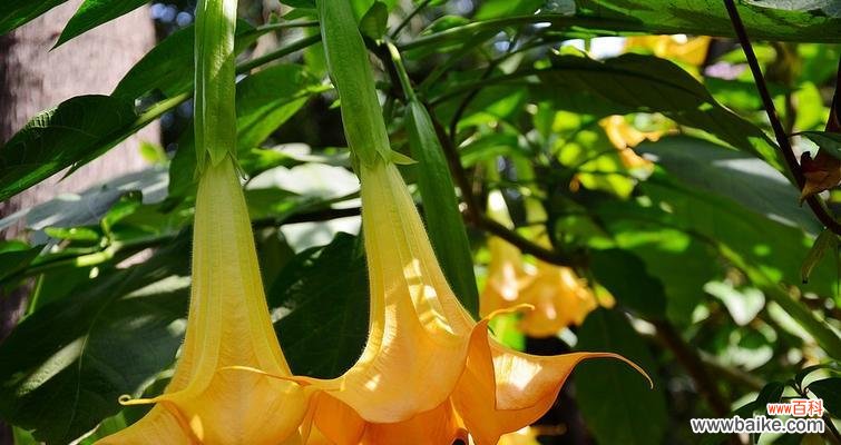 探索曼陀罗花的神秘内涵 曼陀罗花语的意义与传承