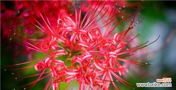 探索曼珠沙华花语 曼珠沙华的花语和寓意