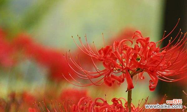 探索曼珠沙华的花语 曼珠沙华花语与寓意