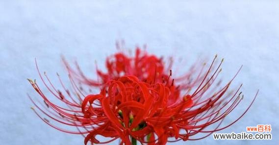 探索曼珠沙华的花语 曼珠沙华花语与寓意