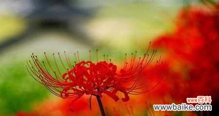 以美丽的曼珠沙华花语传递坚强的力量 曼珠沙华花语传递的美丽与坚强