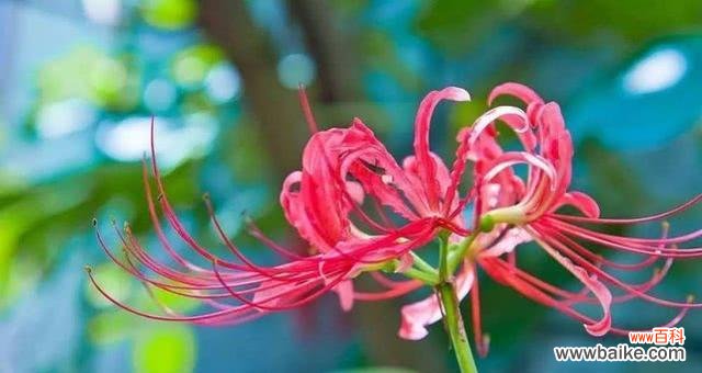 探寻曼珠沙华的起源 曼珠沙华的传说与花语