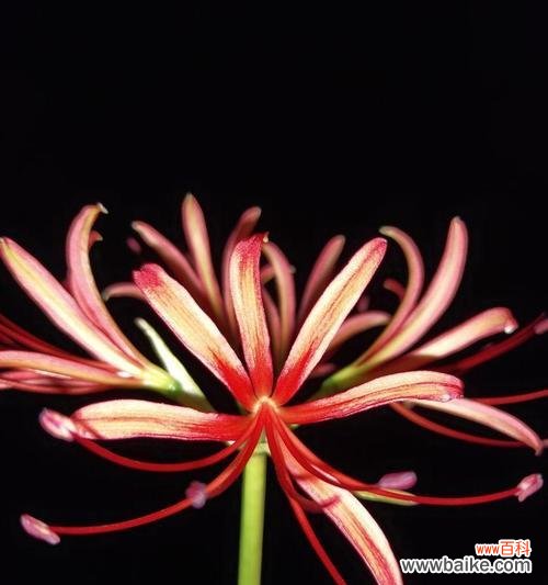 探寻曼珠沙华的起源 曼珠沙华的传说与花语