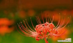 揭秘曼珠沙华的神秘花语 探秘曼珠沙华的世界