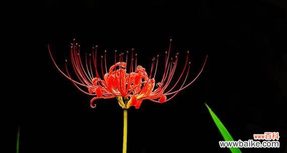 探索曼珠沙华花语的深层含义 曼珠沙华花的花语与寓意