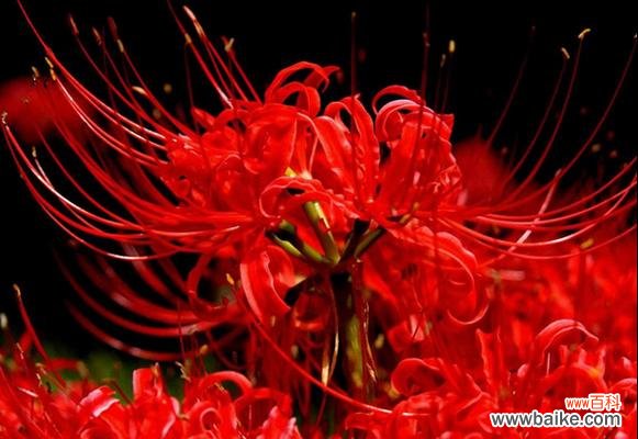 探索曼珠沙华花语的深层含义 曼珠沙华花的花语与寓意