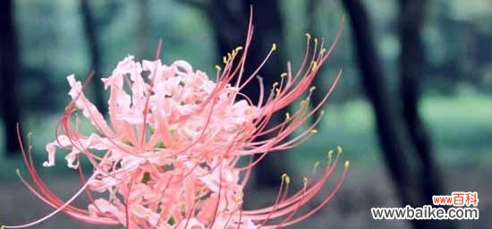 探索曼珠沙华花语的深层含义 曼珠沙华花的花语与寓意