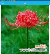 探秘曼珠沙华的深刻内涵与美丽故事 曼珠沙华的花语与寓意