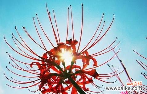 探索曼珠沙华的花语与美丽内涵 曼珠沙华