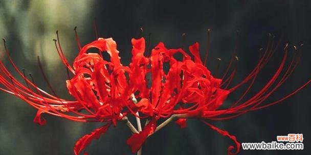 探索曼珠沙华的花语与美丽内涵 曼珠沙华