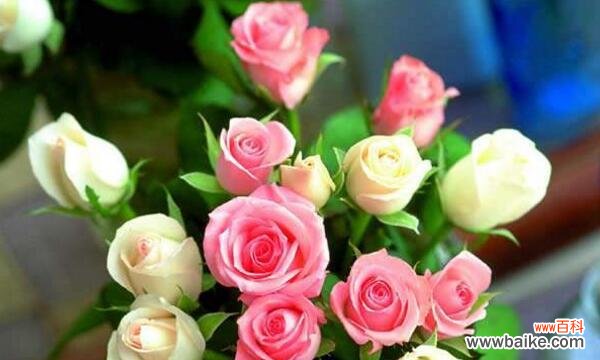 美丽花卉的-玫瑰花的各种象征意义 玫瑰的象征意义及文化内涵