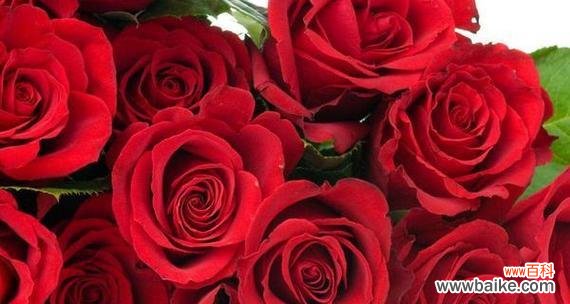 玫瑰 玫瑰花语与寓意的解读