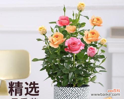 探索玫瑰花所传达的情感和寓意 玫瑰的含义和象征